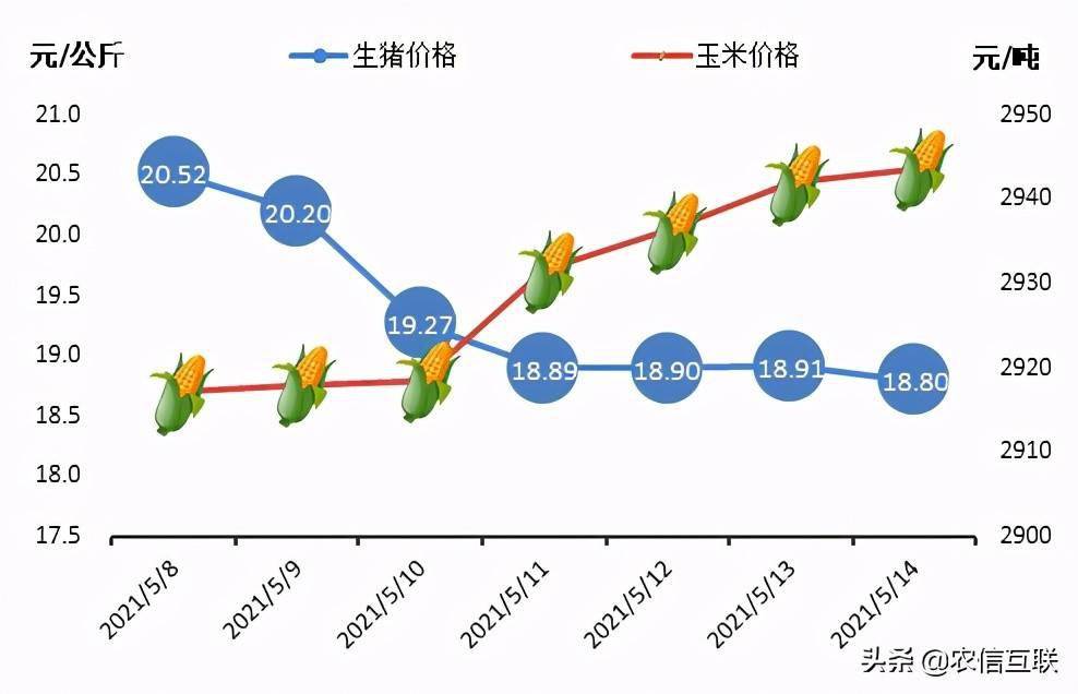 米易最新猪价，市场波动与影响因素分析