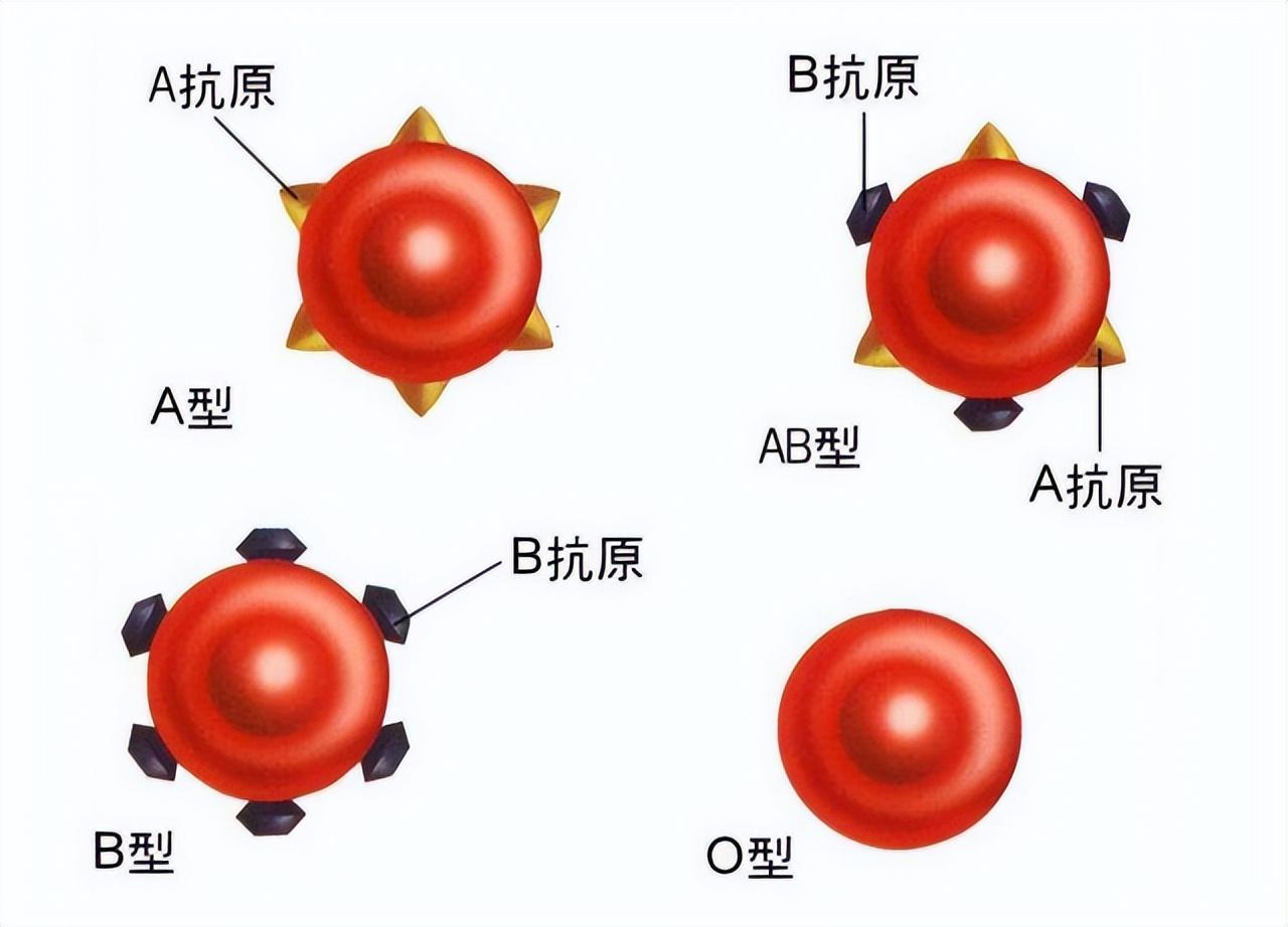 最新研究揭示O型血的独特之处，从遗传学到健康影响的全面探索