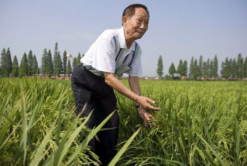 中国最新的水稻，科技与创新引领的绿色革命