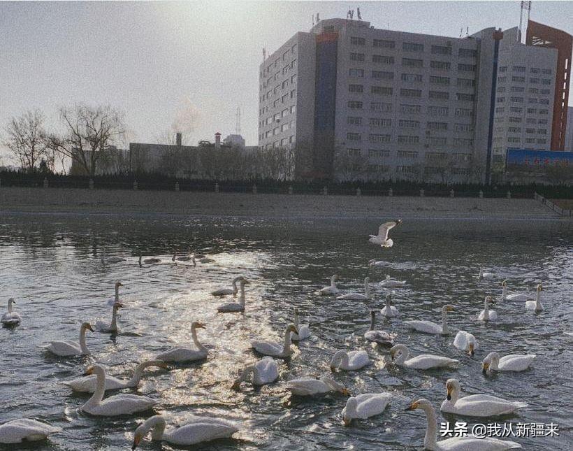 天鹅疫情最新动态，全球防控与科学应对