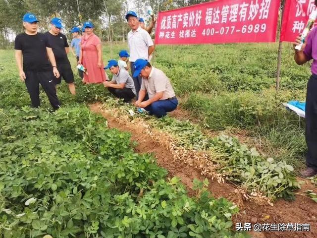 南阳今日花生最新，从田间到餐桌的农业创新之路