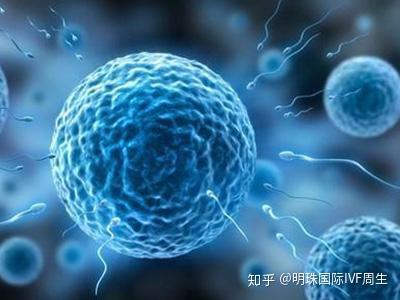 精子窝最新视频，探索生命之源的奥秘