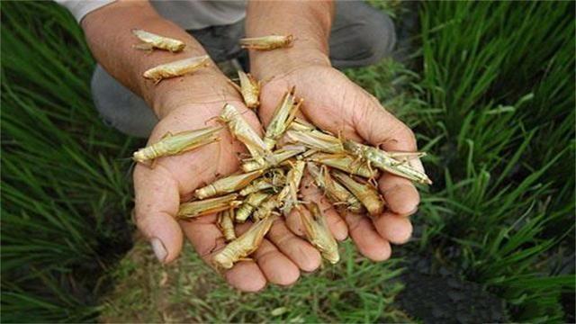 俄罗斯最新蝗虫，生态挑战与应对策略