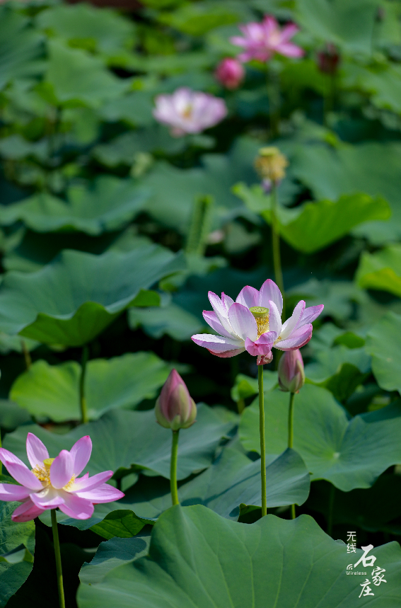 世纪公园荷花最新，绽放的夏日诗篇