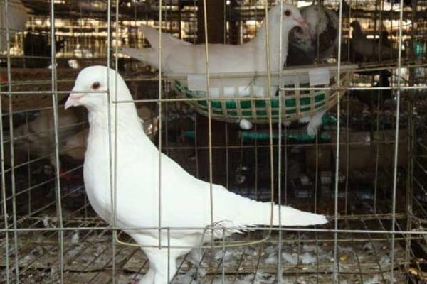 肉鸽最新品种，探索现代育种技术的奇迹