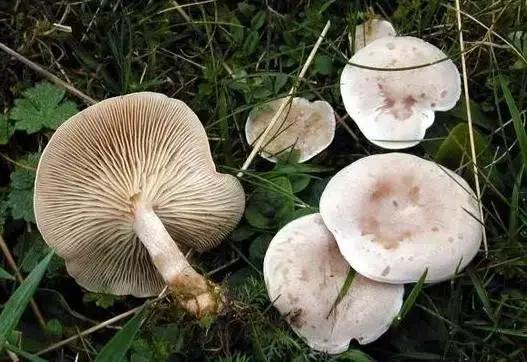 云南野生菌中毒最新，警惕与防范的警钟
